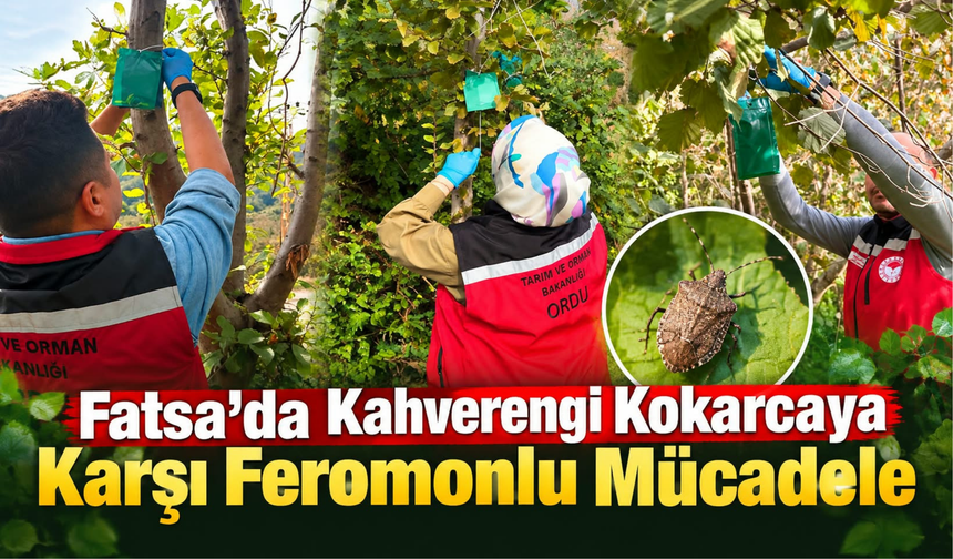 Fatsa’da Kahverengi Kokarcaya Karşı Feromonlu Mücadele