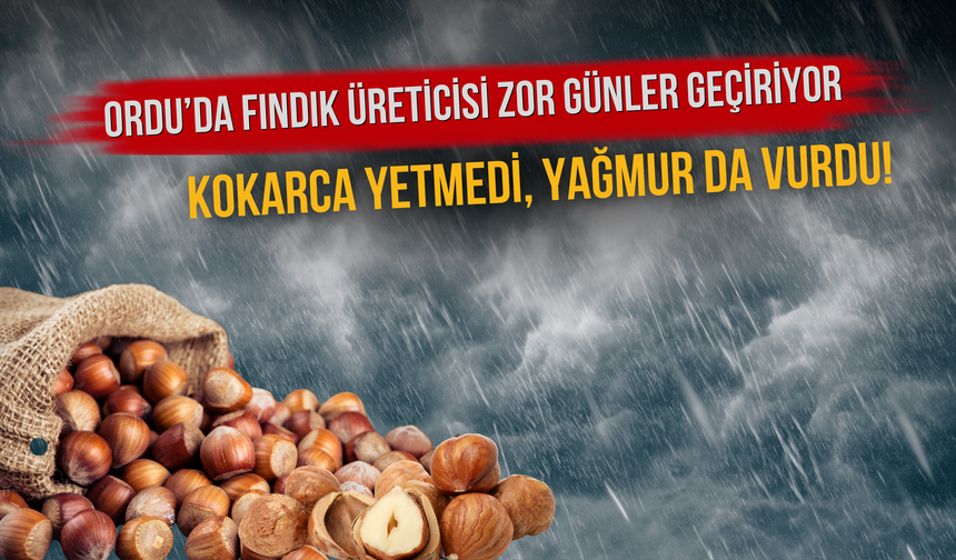 Ordu’da Fındık Üreticisi Zor Günler Geçiriyor: Kokarca Yetmedi, Yağmur da Vurdu!
