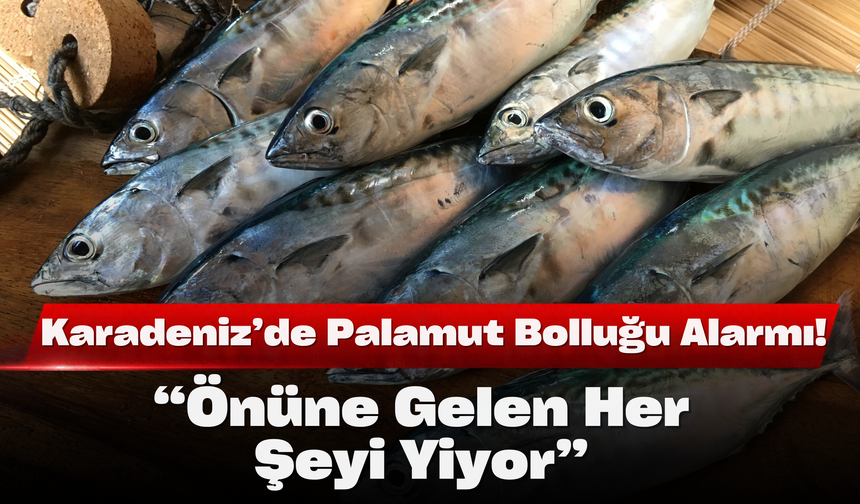 Karadeniz’de Palamut Bolluğu Alarmı! “Önüne Gelen Her Şeyi Yiyor”