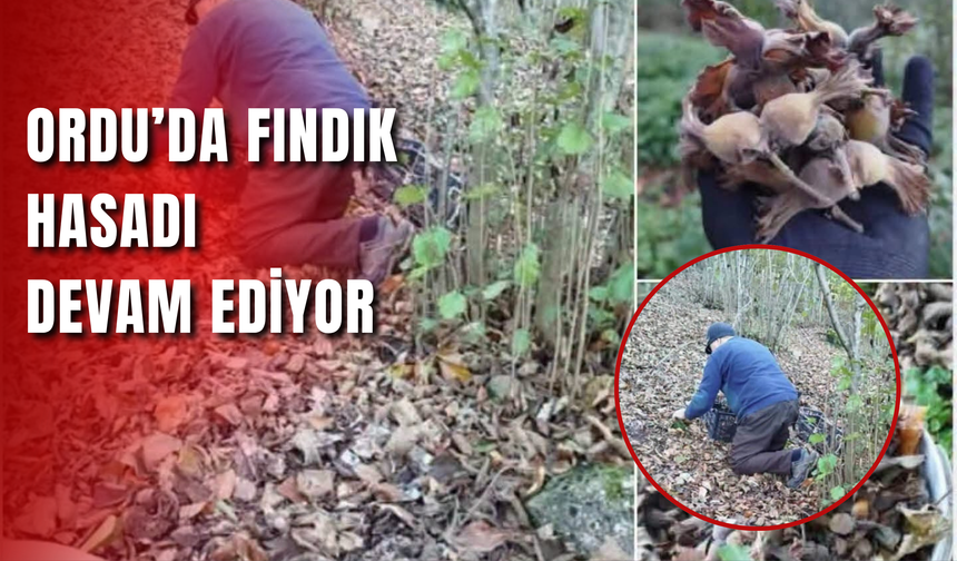 Ordu’da Fındık Hasadı Devam Ediyor