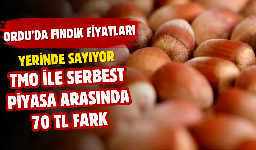 Ordu’da Fındık Fiyatları Yerinde Sayıyor: TMO ile Serbest Piyasa Arasında 70 TL Fark