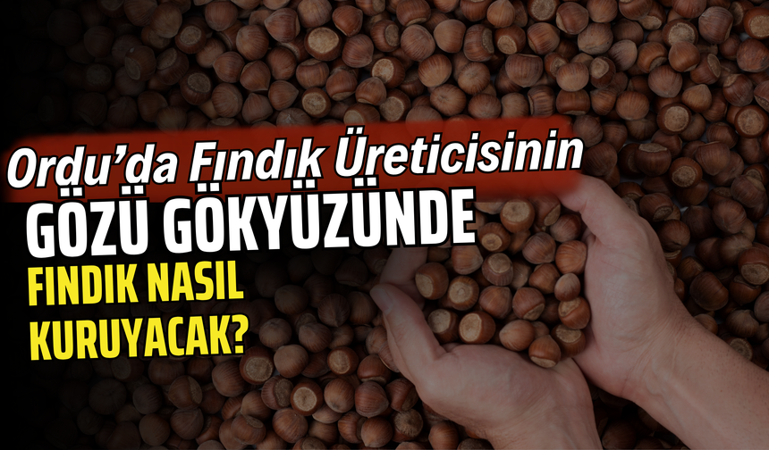 Ordu’da Fındık Üreticisinin Gözü Gökyüzünde: Fındık Nasıl Kuruyacak?