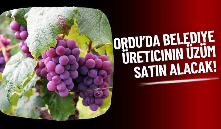 Ordu’da Belediye Üreticinin Üzüm Satın Alacak!