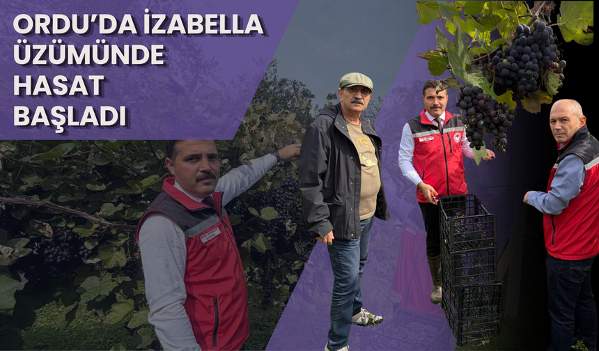 Ordu’da İzabella Üzümünde Hasat Başladı