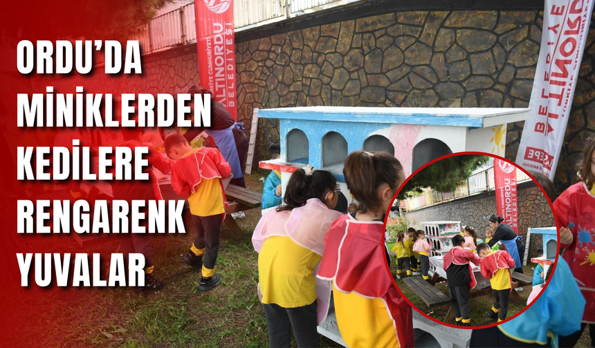 Ordu’da Miniklerden Kedilere Rengârenk Yuvalar