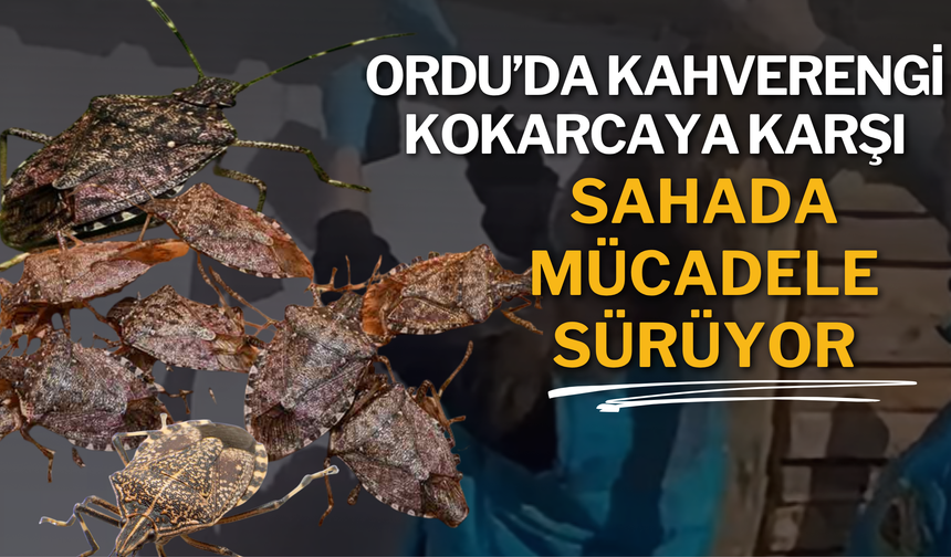 Ordu’da Kahverengi Kokarcaya Karşı Sahada Mücadele Sürüyor
