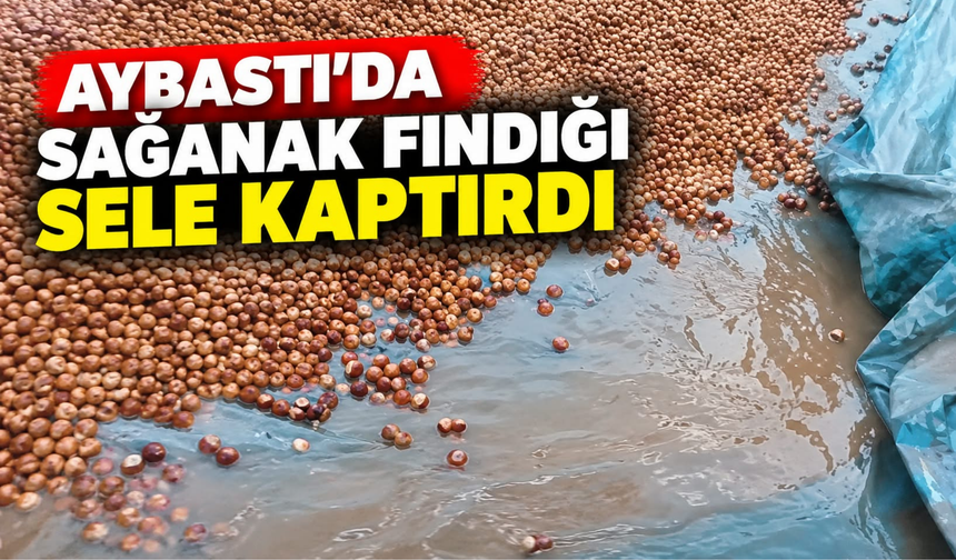Aybastı’da Sağanak Fındığı Sele Kaptırdı