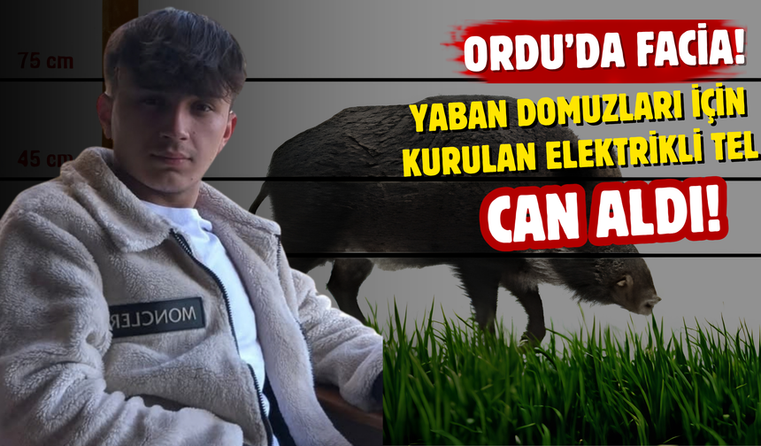 Ordu'da Facia! Yaban Domuzları İçin Kurulan Elektrikli Tel Can Aldı
