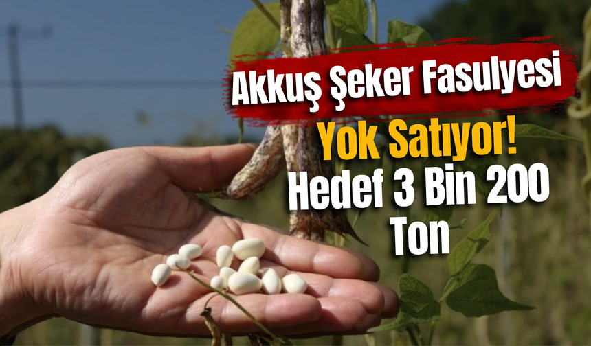 Akkuş Şeker Fasulyesi Yok Satıyor! Hedef 3 Bin 200 Ton