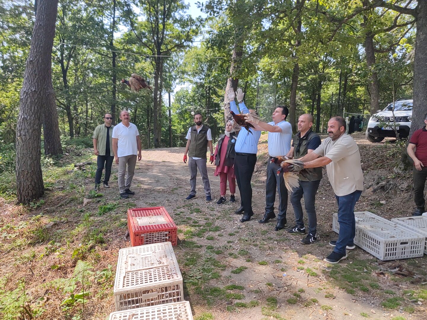 ÜNYE’DE KENE AVCISI SÜLÜNLER DOĞAYA SALINDI (2)