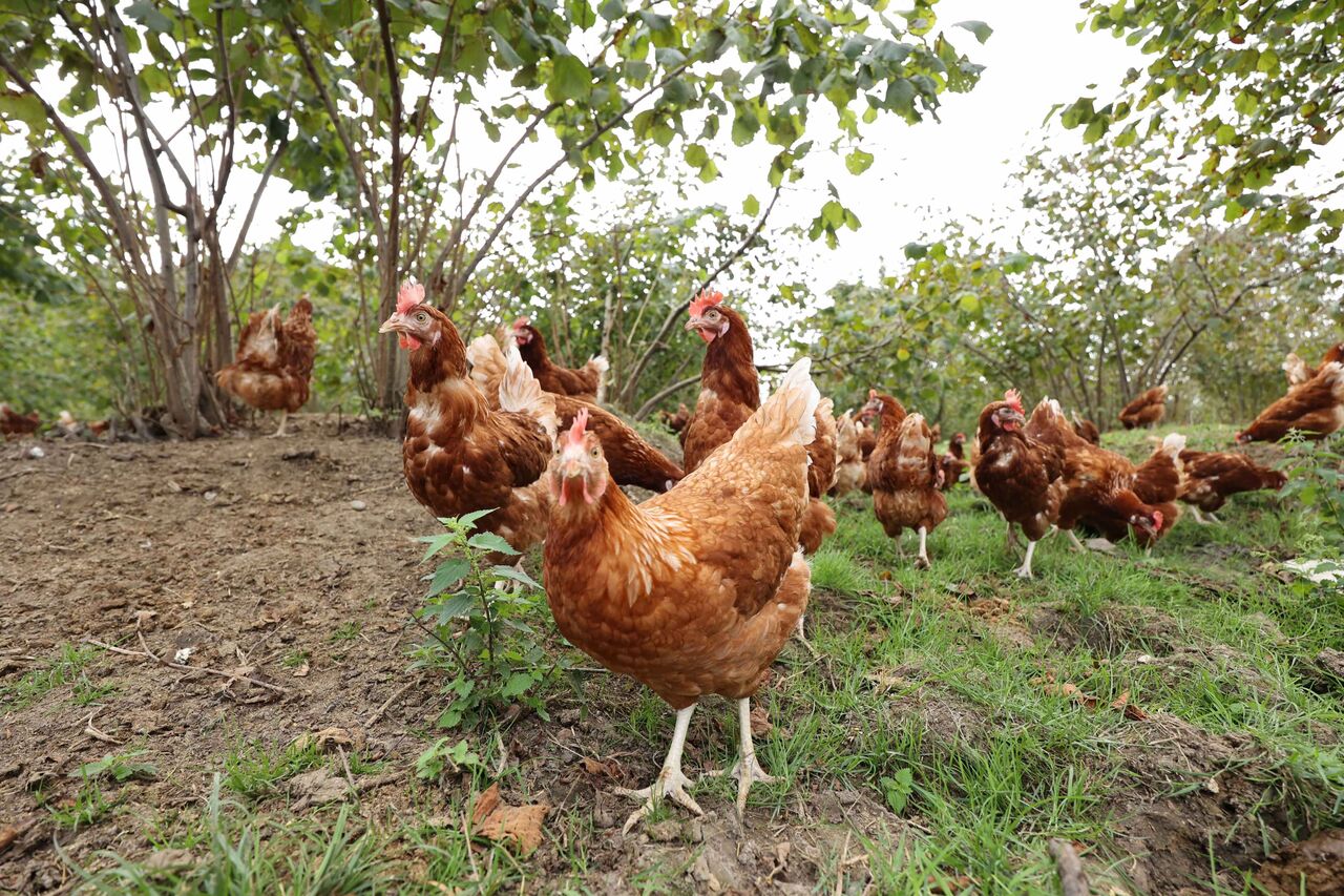 AA-20230916-32163880-32163877-MIGROS_DESTEGIYLE_ORDU_YUMURTA_USSUNDE_YILDA_35_MILYON_YUMURTA_URETILIYOR