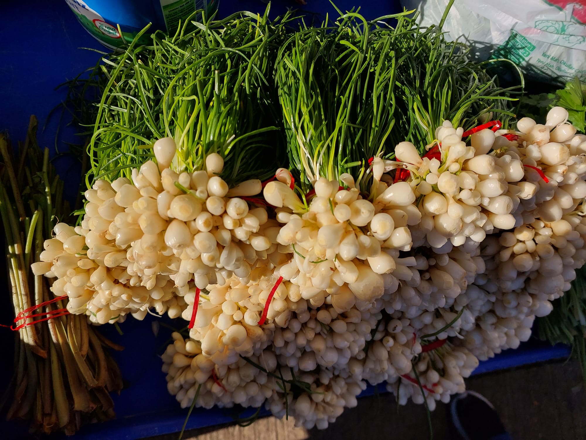 sakarca pancar ordu haberleri