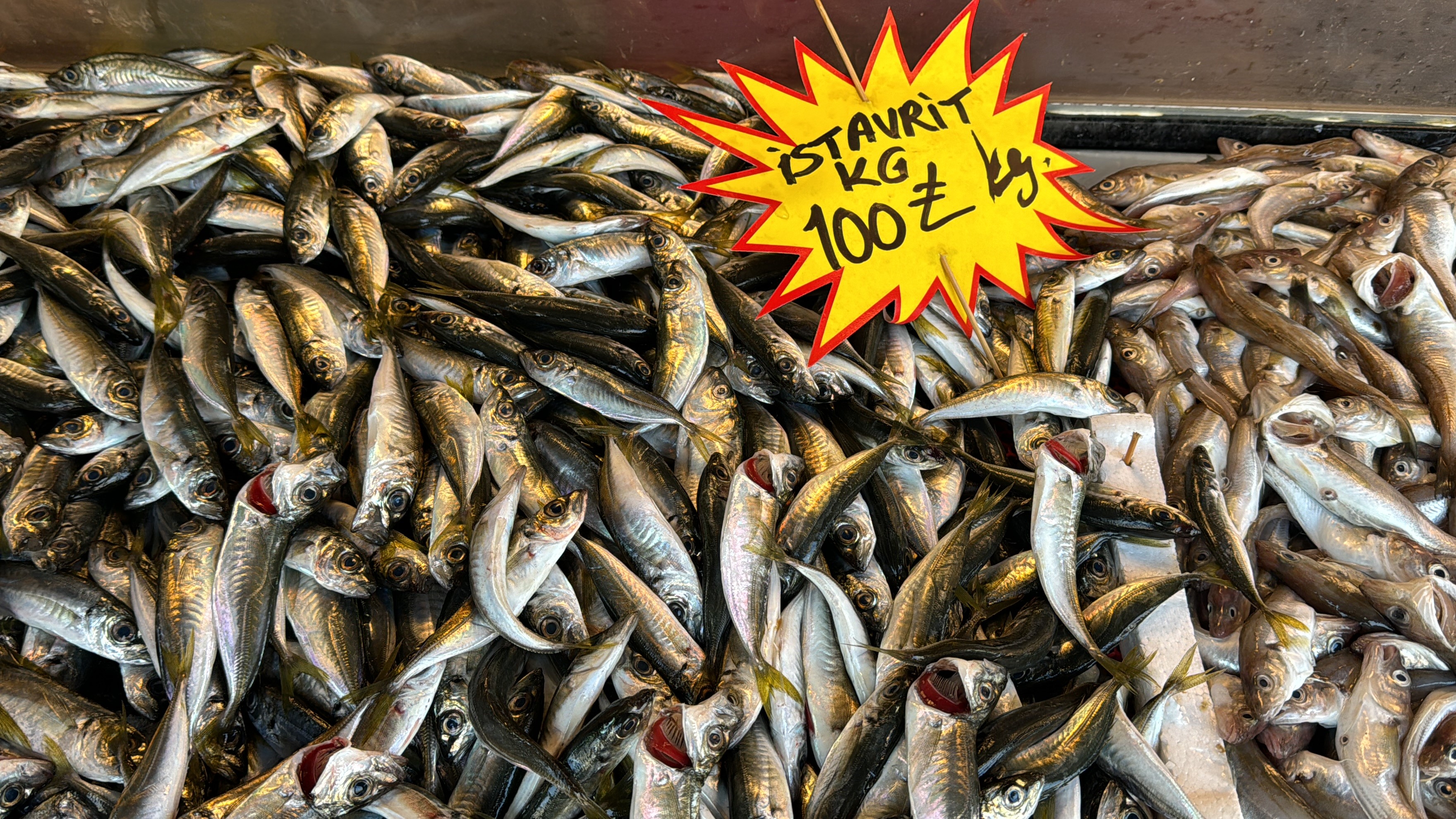 düzce balık fiyatları