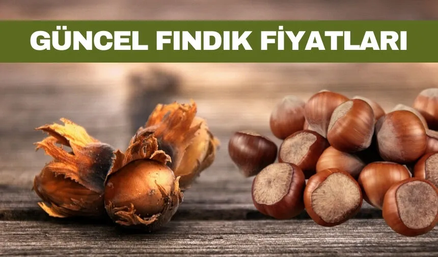 Findik Fiyati Ordu (3)