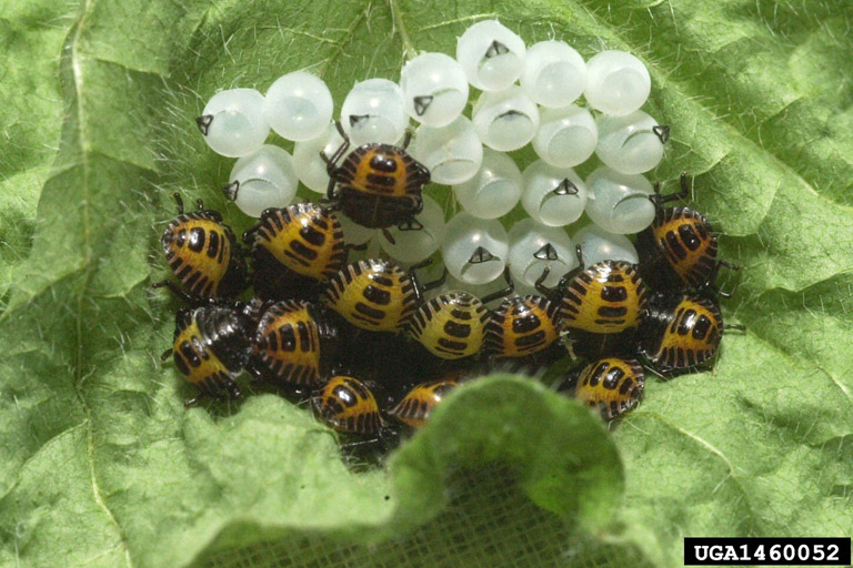 Brown Marmorated Stink Bug Eggs Hatched