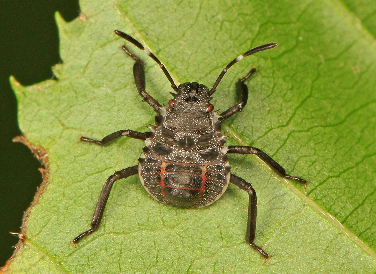 Brown Marmorated Stink Bug Nymph Halyomorpha Halys, Meadowood Farm S R M A, Mason Neck, Virginia