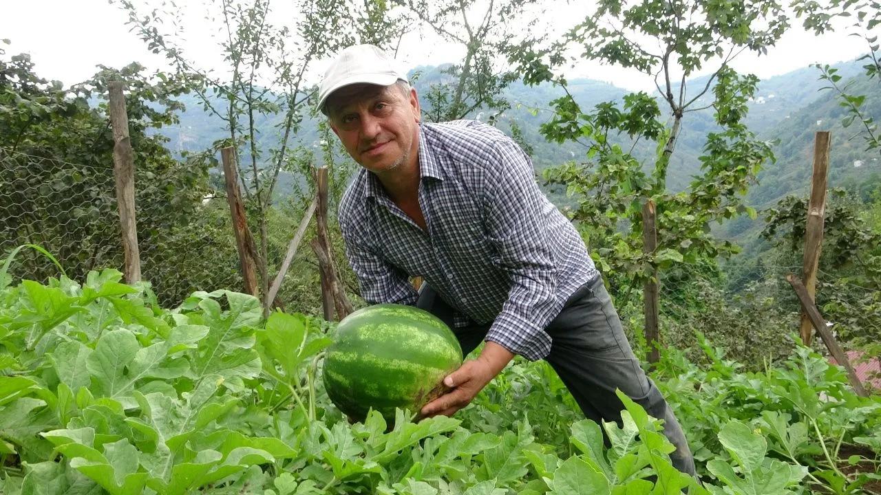 Findik Yerine Karpuz Giresun 2 Mtgk