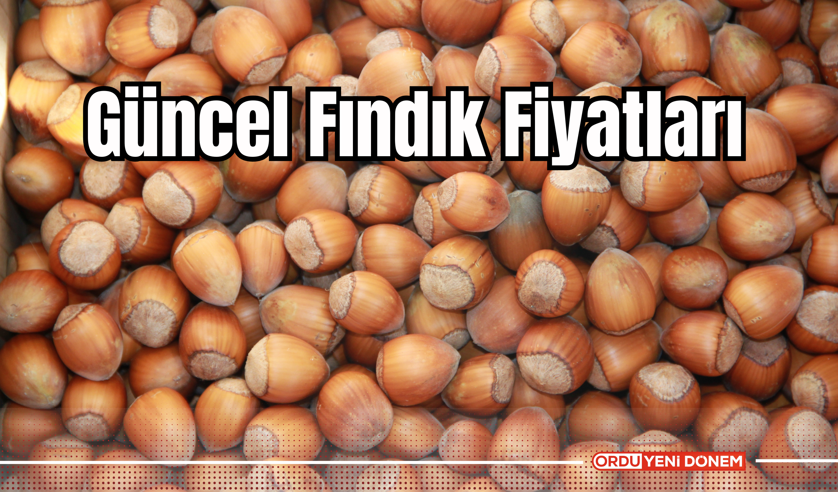 Güncel Fındık Fiyatları