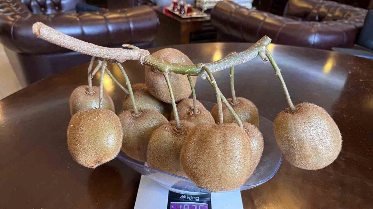 Çarşamba’da 180 gramlık kivi tescillendi