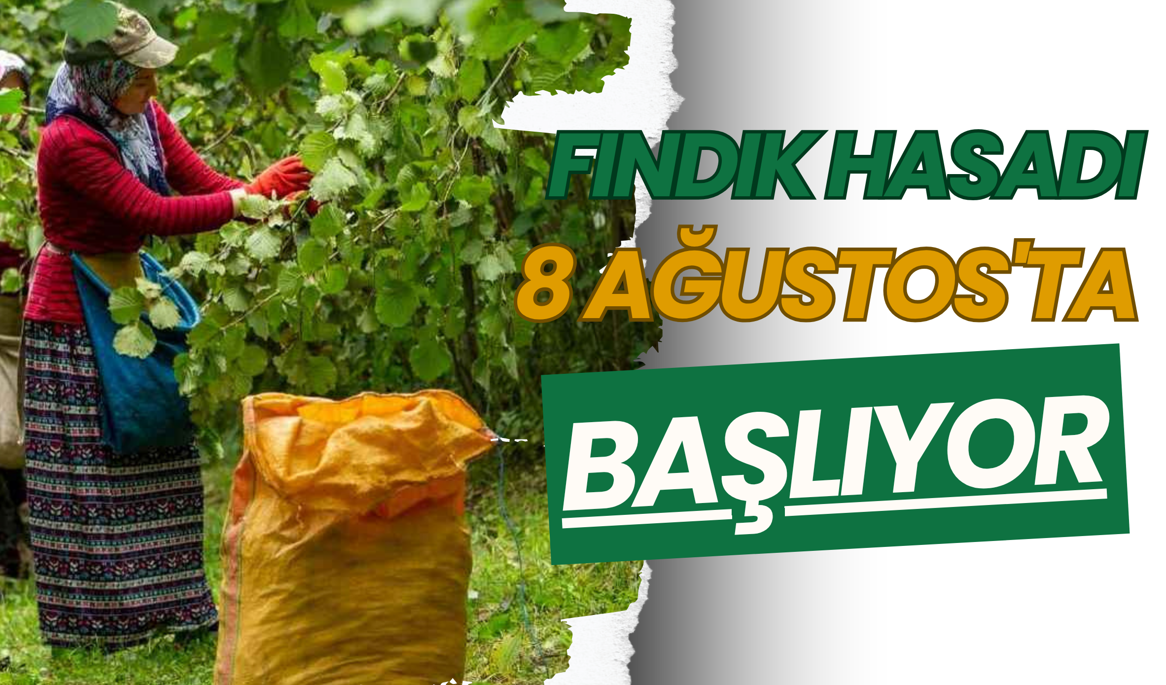 Fındık Hasadı 8 Ağustos'ta Başlıyor