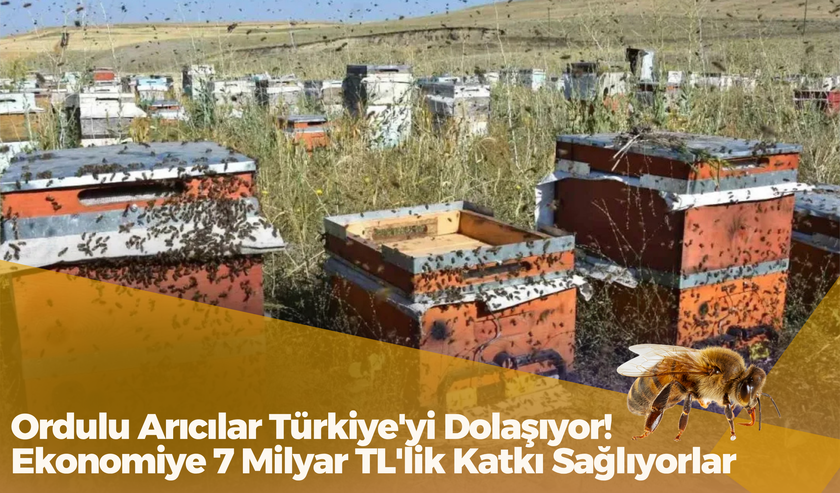 Ordulu Arıcılar Türkiye'yi Dolaşıyor! Ekonomiye 7 Milyar TL'lik Katkı Sağlıyorlar