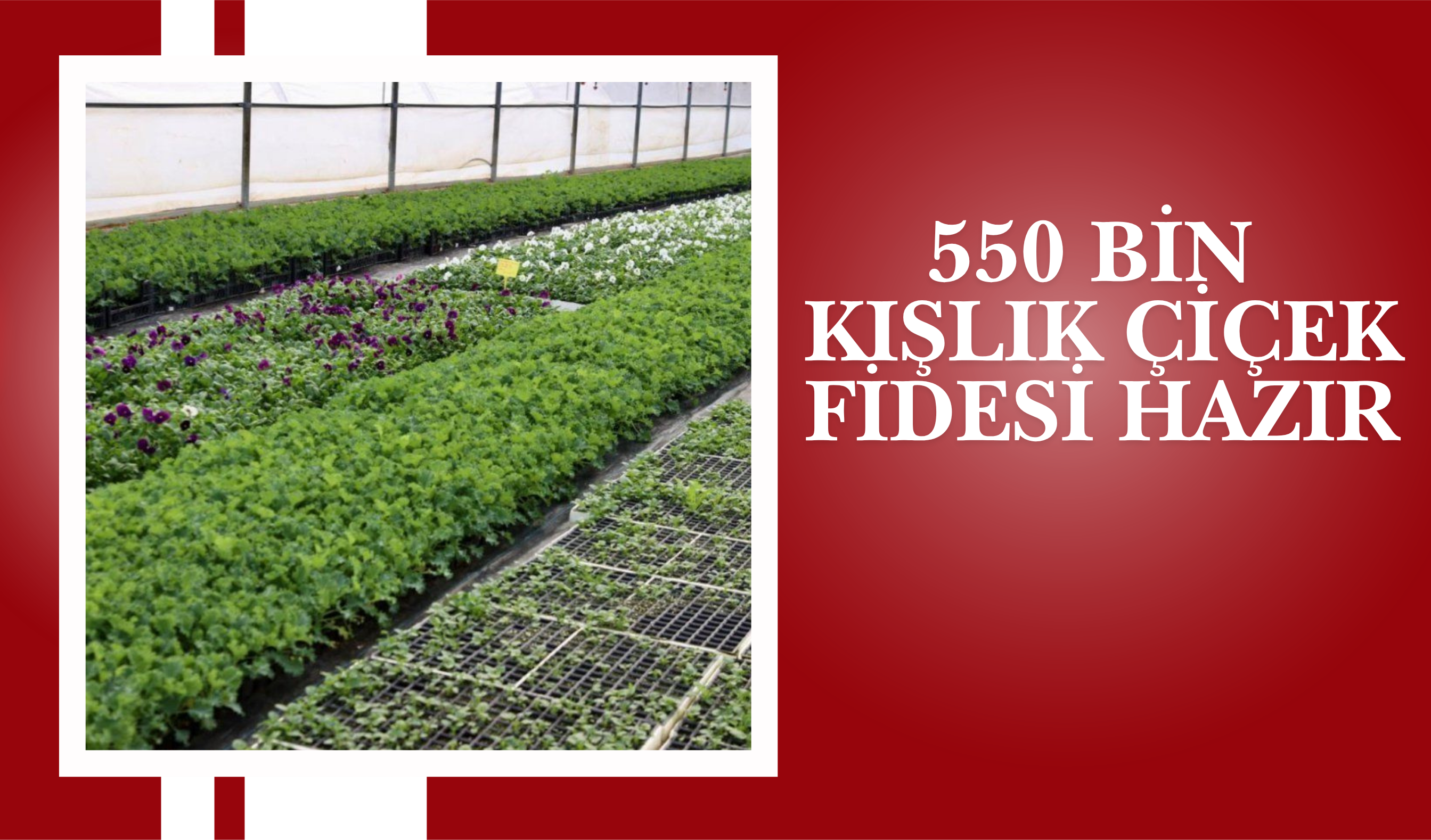Ordu’nun Çiçekleri Büyükşehir’in Serasında Yetişiyor Ordu Büyükşehir Belediyesi, kentin park ve bahçelerinde kullanılac