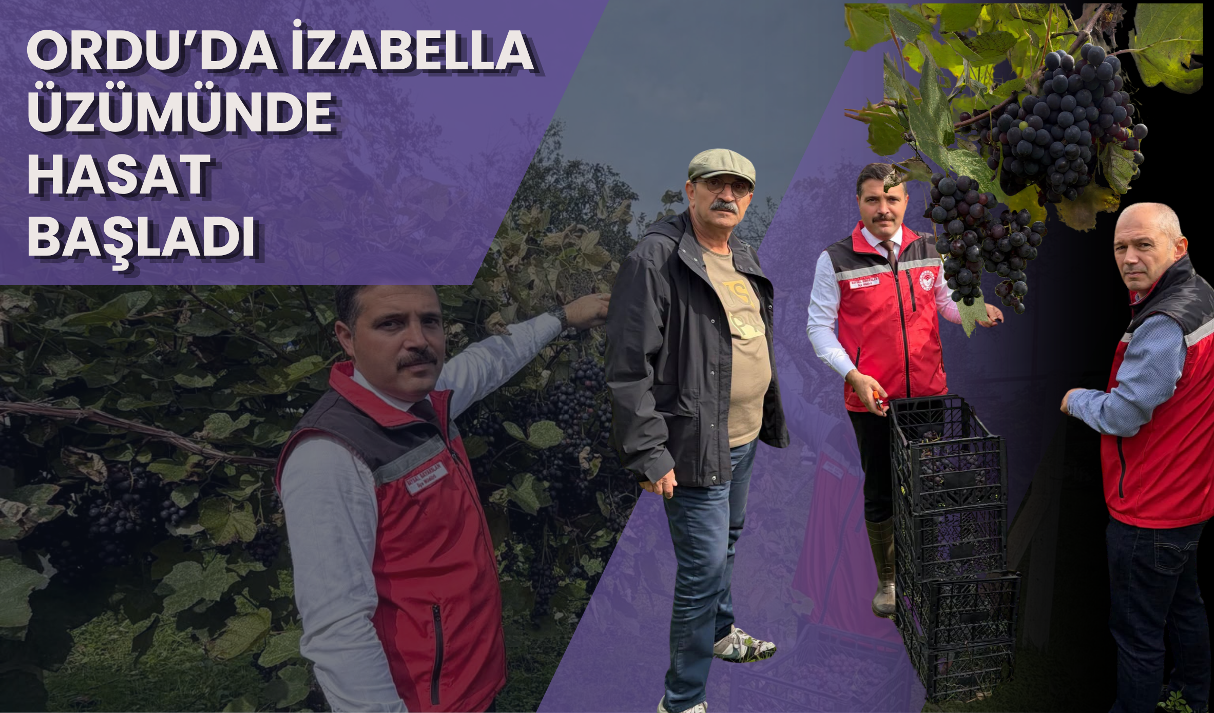 Ordu’da İzabella Üzümünde Hasat Başladı